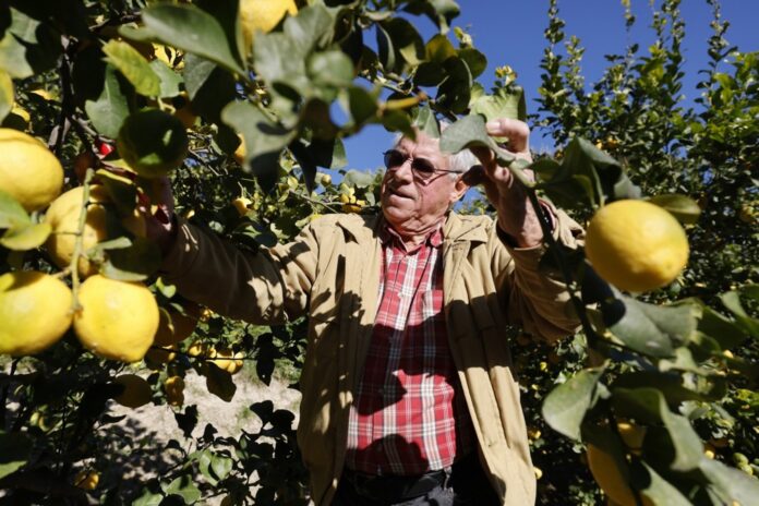 Harvest of PGI Menton lemons