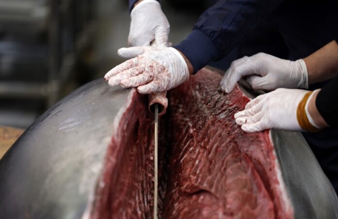 A bluefin tuna fetches 1.3 million US dollar at annual New Year's first auction