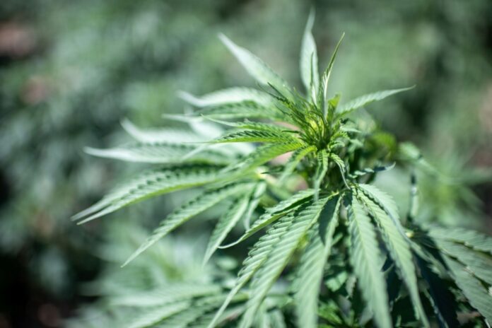 Morocco legalizes cannabis cultivation for medicinal and industrial use