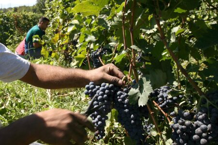 Вранецот скапува на нивите, а винарниците увезуваат евтино налевно вино