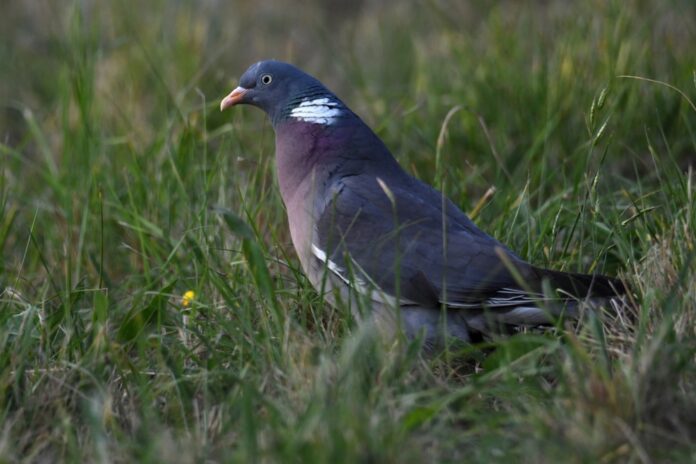 Wildlife in Hungary