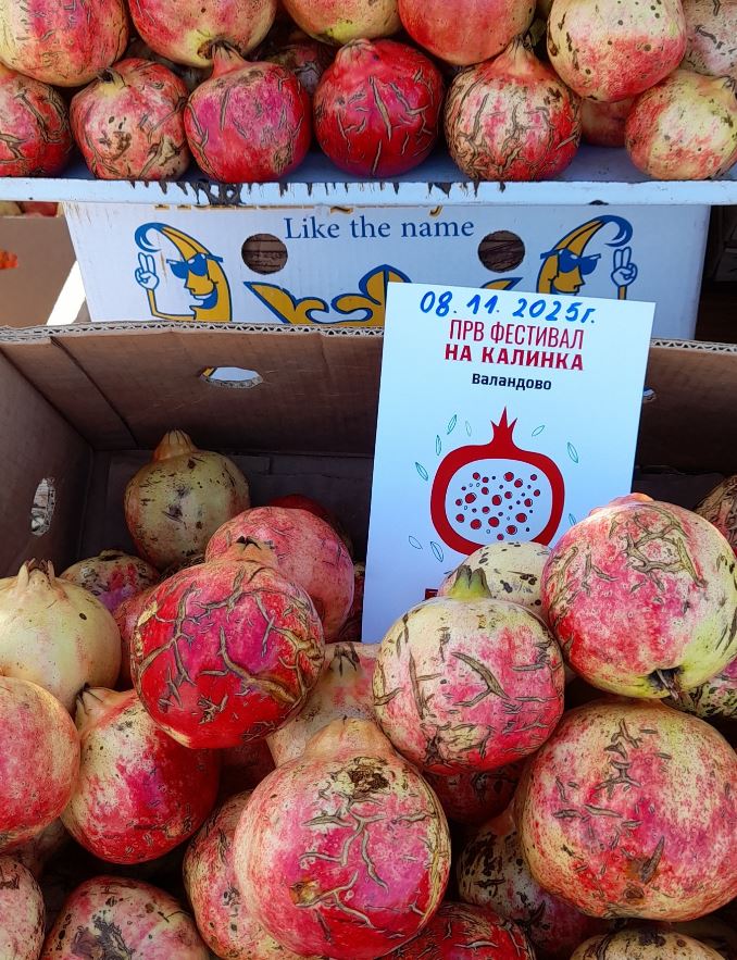 2-festival na kalinka vo valandovo