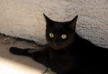 Град во Шпанија забранува посвојување на црни мачки за време на Ноќта на вештерките