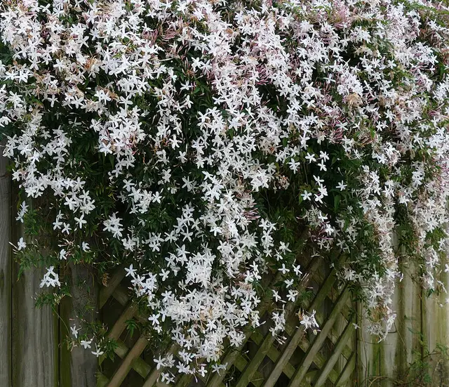 jasmin-wikipedija