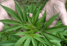 Легализацијата на канабисот во Германија на раб да излезе од контрола – тренд на„дилери во бели мантили“ и премногу џоинти во џеб