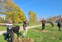 Насадени јавори и јасени покрај булеварот „Јане Сандански“