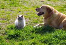 Велика Британија се соочува со сè повеќе напуштени домашни миленици – проблемот не е етички, туку економски