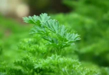 Билка на бесмртноста – ја викаат уште и зелено злато: „Помага кај дури 200 тегоби“