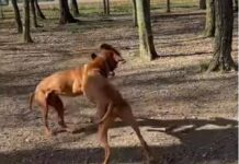 Уапсени 9 лица за нелегални борби со кучиња во битолско село