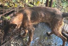 Екстремно изгладнето и занемарено куче одземено од сопственикот