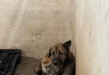 Сè повеќе кучиња пронајдени на улица имаат активен микрочип, но се напушени од сопствениците