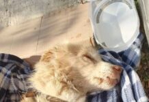 Починало болно, исфрлено куче донесено во „Лајка“