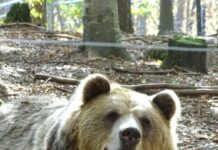 Благодарение на активистката Тина, Теди веќе пет години ужива во резерватот „Парк на танцувачките мечки“ во Бугарија