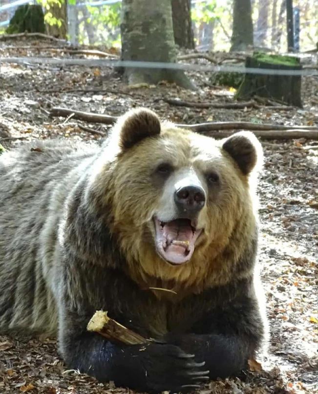 meceto Tedi OVAA GLAVNA