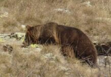 Мечка нападна маж во Долнени, со тешки повреди пренесен на скопските клиники
