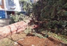 Паднат десетметарски бор што потиснал возило, веќе шест дена не е отстранет