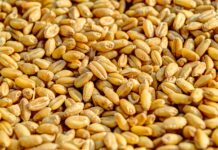 Ексфункционери го „жнееле“ буџетот – државата оштетена за 780.000 евра