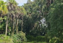 Проектот за град среде природен резерват во Англија наскоро би можел да стане реалност