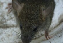 Првпат е потврден случај на човек заразан од хепатит од стаорец во Берлин