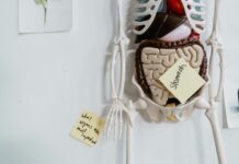 Oвие 4 утрински навики ги нагризуваат цревата, тие стануваат порозни, а тоа може да предизвика низа болести: Еве како да ги заштитите и активирате