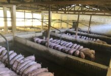 Африканската свинска чума влезе во европска земја каде што не се појавила од 1994 година!