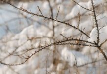 Поларнен бран пристигна на Балканот: Регионот се подготвува за подранета и остра зима