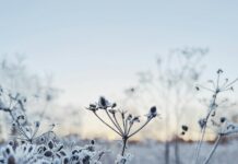 Арктички удар би можел да замрзне дел од Европа