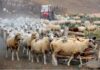 Во државата не ни се сите овци на број, ни фалат нови овчари