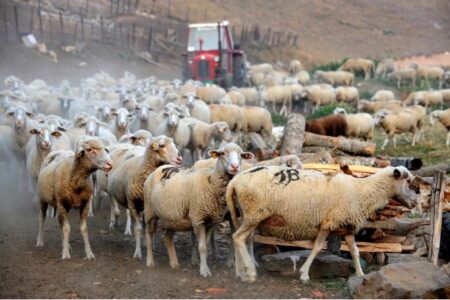 Во државата не ни се сите овци на број, ни фалат нови овчари