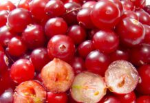 Единственото овошје што ја спречува заборавеноста и го штити срцето: Вистинско богатство за здравјето