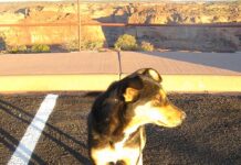 Германската полиција во близина на Регенсбург го затвори автопатот поради акција за спасување на повредено куче