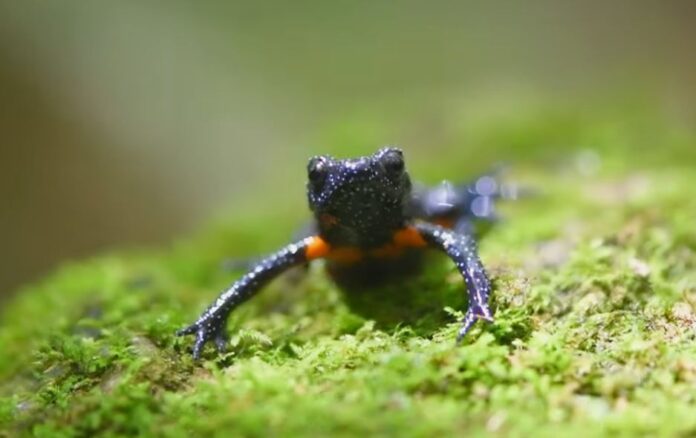 galakticka zaba video