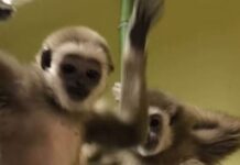 Гибоните Делфина и Мики живеат заедно