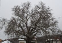 Стебла со историја – кои се најдревните старци меѓу дрвјата!?