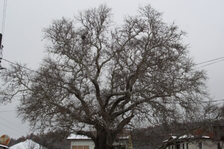 Стебла со историја – кои се најдревните старци меѓу дрвјата!?