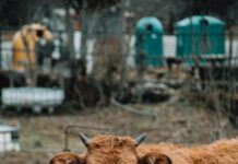 „Кокаински крави“: Како картелите користат добиток за шверцување дрога во Европа?