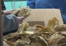 Откупен е половина од тутунот