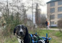 Со помош на количка, ранетото куче повторно почна да трча