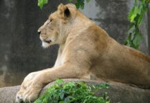 Хорор во зоолошка градина во Бразил: Лавица смртно нападна 19-годишен младич