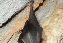 Утврдена најголемата хибернациска колонија лилјаци од видот мал потковичар во Преспа