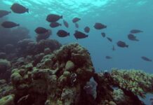 Чудесно богатство пронајдено во длабочините: Нуркачите останаа без зборови кога видоа што е скриено таму