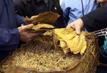 Годинешната реколта е одлична, тутунот се откупува поскапо од лани