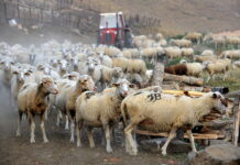 Сточарите најавуваат грчко сценарио ако не им бидат исплатени субвенциите до петок