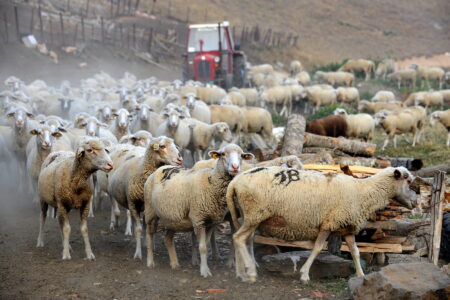 Сточарите најавуваат грчко сценарио ако не им бидат исплатени субвенциите до петок