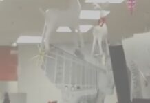 Ретка глетка во продавница во Монтреал: Дедо Мразовци извршија грабеж и храната им ја делеа на сиромашните/видео