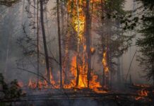 Шумски пожари во Нов Јужен Велс: Илјадници лица се евакуирани, уништени се и домови