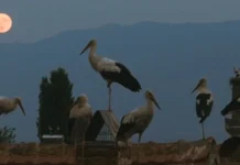 Прогнозите не се остварија: „Силјан“ не влезе во Топ 15 филмови за оскаровската трка