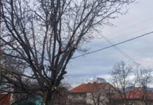 Граѓаните да го одржуваат зеленилото во дворовите, во спротивно ќе постапуваат инспекциските служби