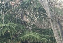 Импровизирани куќарки за заштита на бездомните кучиња од студ