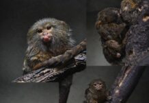 Џуџести мармозети добија близнаци